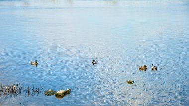 Vahşi güzel ördekler baharda büyük nehirde yüzerler.