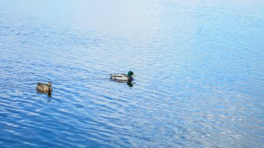 Vahşi güzel ördekler baharda büyük nehirde yüzerler.