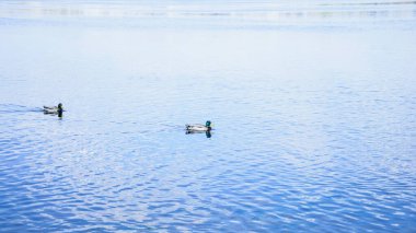 Vahşi güzel ördekler baharda büyük nehirde yüzerler.