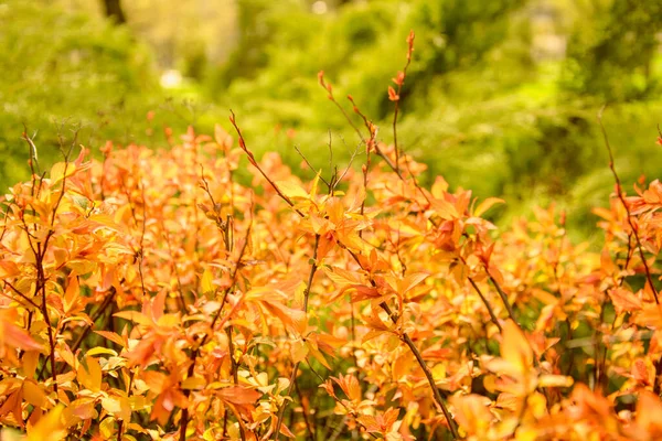 Schöner Blühender Baum Mit Orangefarbenen Blättern Frühling Park — Stockfoto