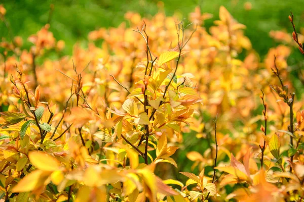 Beautiful Flowering Tree Orange Leaves Spring Park — Foto de Stock