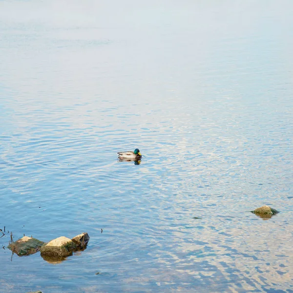 Wild Beautiful Ducks Swim Big River Spring — Photo