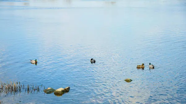 Vahşi güzel ördekler baharda büyük nehirde yüzerler.