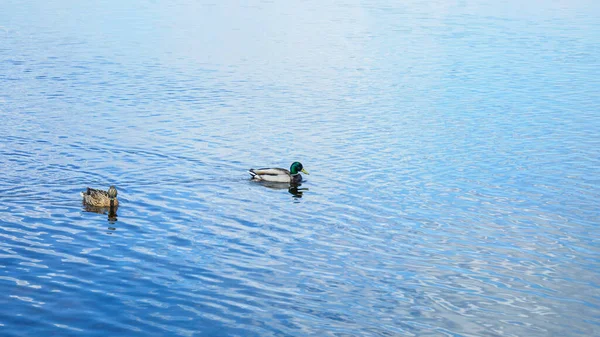 Vahşi güzel ördekler baharda büyük nehirde yüzerler.