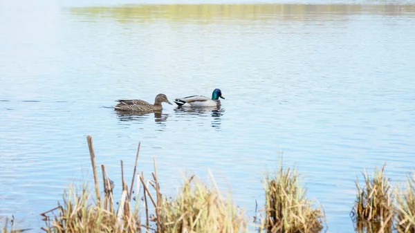 Wild Beautiful Ducks Swim Big River Spring — стоковое фото