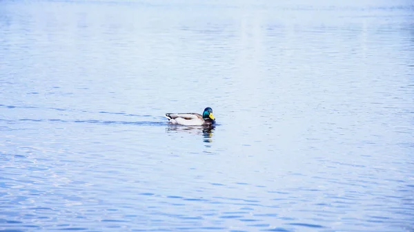 Wild Beautiful Ducks Swim Big River Spring — Stock Photo, Image