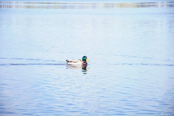 Wild Beautiful Ducks Swim Big River Spring — стоковое фото