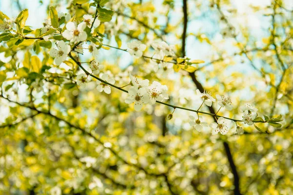 Beautiful Blooming White Cherry Large Garden — 스톡 사진