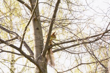Güzel kırmızı sincap, baharda parkta bir ağaca oturur.