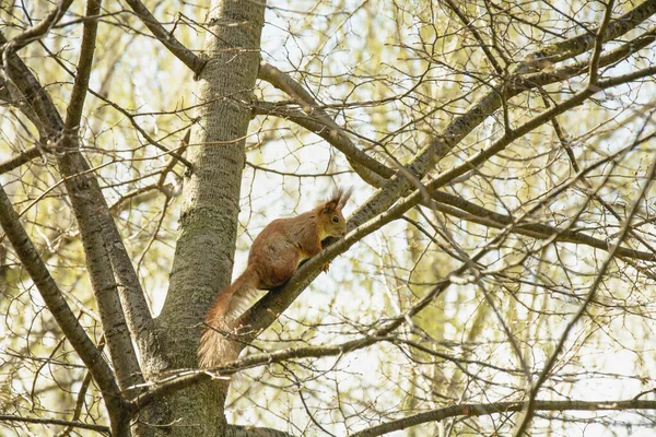Schöne Süße Rote Eichhörnchen Sitzt Auf Einem Baum Frühling Park — Stockfoto