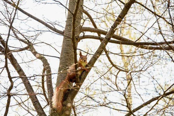 Bonito Esquilo Vermelho Bonito Senta Uma Árvore Primavera Parque — Fotografia de Stock