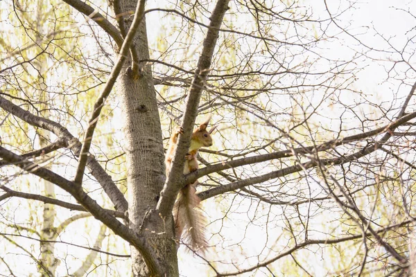 Güzel kırmızı sincap, baharda parkta bir ağaca oturur.