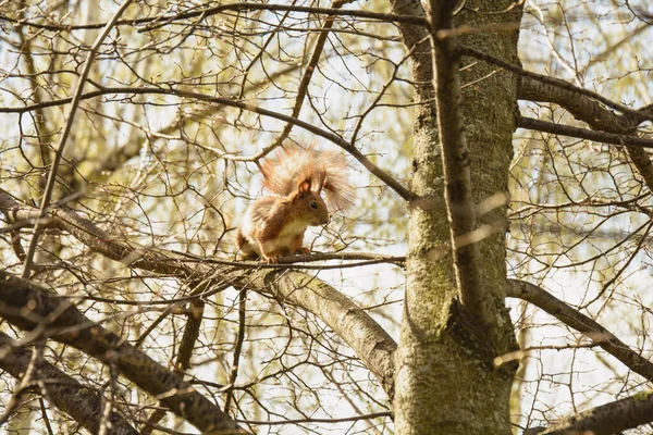 Schöne Süße Rote Eichhörnchen Sitzt Auf Einem Baum Frühling Park — Stockfoto