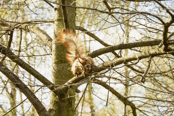 Bonito Esquilo Vermelho Bonito Senta Uma Árvore Primavera Parque — Fotografia de Stock