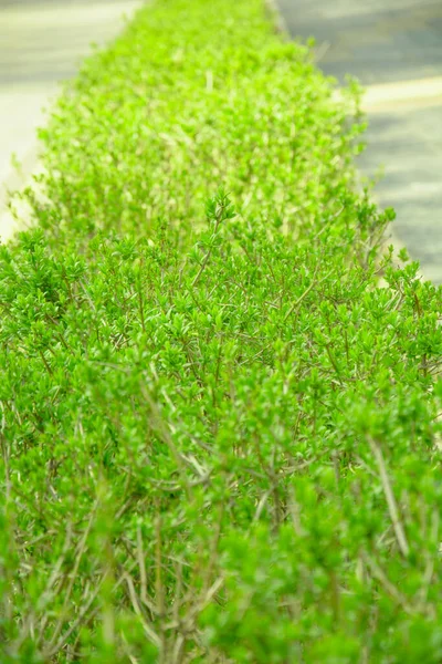 Krásný Zelený Keř Malými Listy Jaře Parku — Stock fotografie