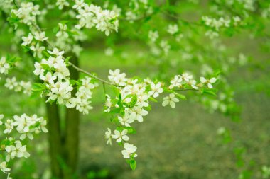 Büyük bir bahçede çiçek açan güzel beyaz kiraz.