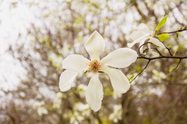 Beautiful blooming white magnolia tree in the garden