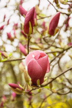  Bahçede çiçek açan güzel pembe manolya ağacı