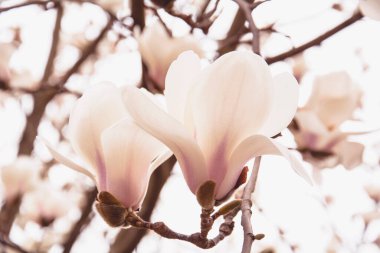 Bahçedeki güzel beyaz manolya ağacı