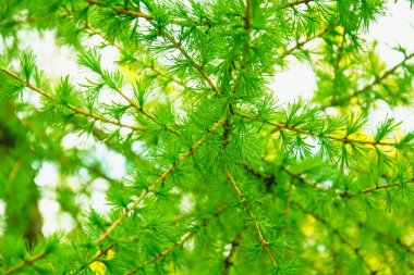 İlkbaharda parkta güzel, sulu iğnelerin arka planı