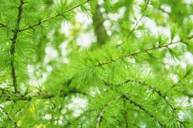 İlkbaharda parkta güzel, sulu iğnelerin arka planı