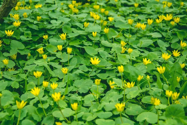Гальма Дрібних Жовтих Квітів Великому Килимі Зеленого Листя — стокове фото