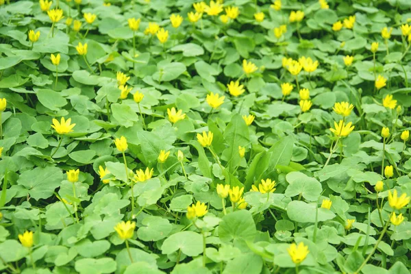 Гальма Дрібних Жовтих Квітів Великому Килимі Зеленого Листя — стокове фото