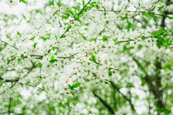Beautiful Blooming White Cherry Large Garden — 스톡 사진