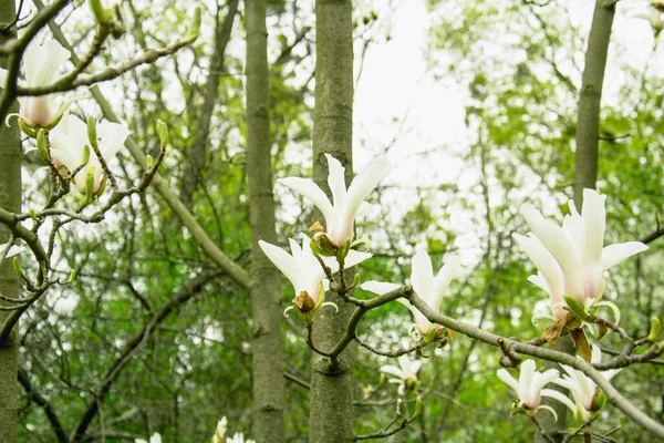 Beautiful Blooming White Magnolia Tree Garden — Stock Photo, Image