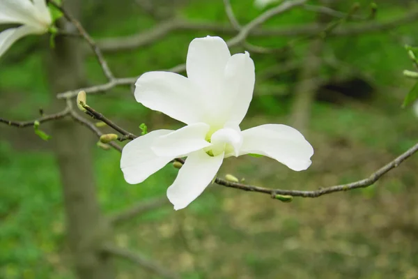 Beautiful Blooming White Magnolia Tree Garden — Stock Photo, Image