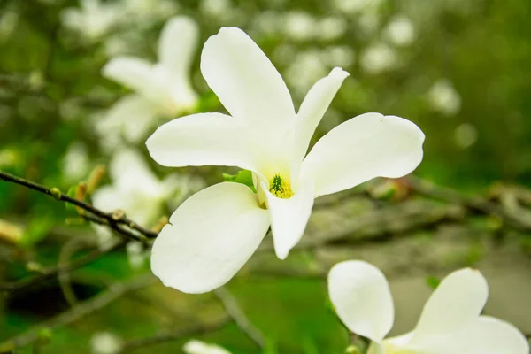 Beautiful Blooming White Magnolia Tree Garden — Stock Photo, Image