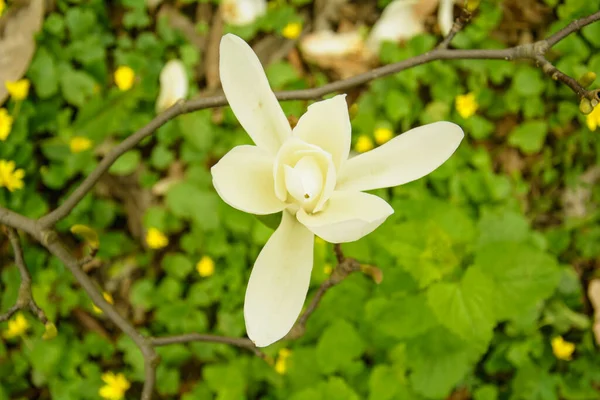 Beautiful Blooming White Magnolia Tree Garden — Stock Photo, Image