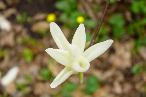 Smukke Blomstrende Hvide Magnolia Træ Haven - Stock-foto