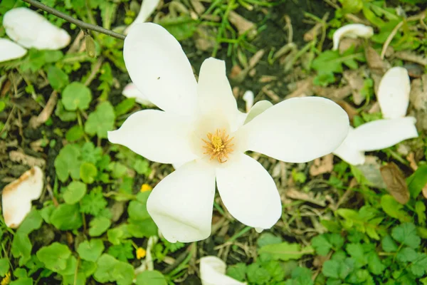 Beautiful Blooming White Magnolia Tree Garden — Stock Photo, Image