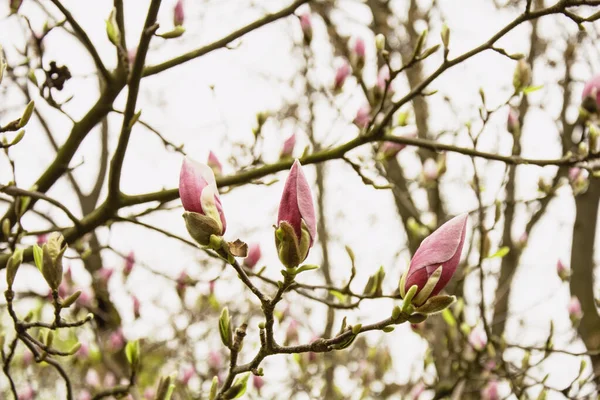 Όμορφο Ανθισμένο Ροζ Δέντρο Μανόλια Στον Κήπο — Φωτογραφία Αρχείου