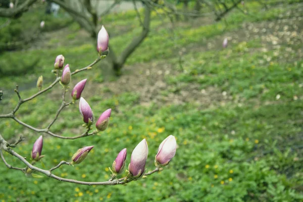 Hermoso Árbol Magnolia Rosa Flor Jardín —  Fotos de Stock