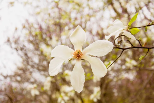 Bahçedeki güzel beyaz manolya ağacı