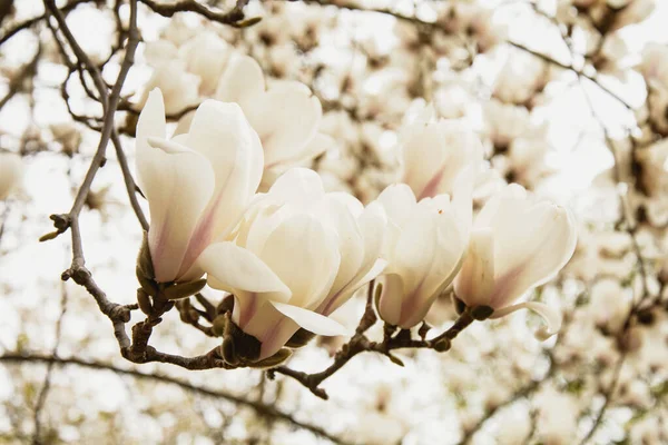 Beautiful Blooming White Magnolia Tree Garden — Zdjęcie stockowe