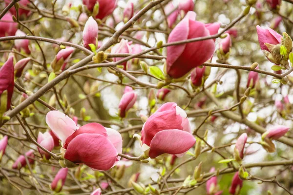  Bahçede çiçek açan güzel pembe manolya ağacı
