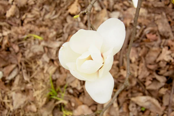 Bela Árvore Magnólia Branca Florescendo Jardim — Fotografia de Stock