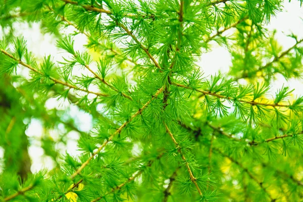 İlkbaharda parkta güzel, sulu iğnelerin arka planı