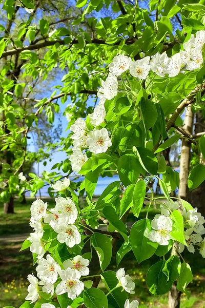Piękny Kwitnący Biały Wiśnia Dużym Ogrodzie — Zdjęcie stockowe
