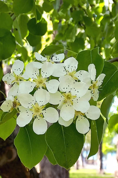 Piękny Kwitnący Biały Wiśnia Dużym Ogrodzie — Zdjęcie stockowe