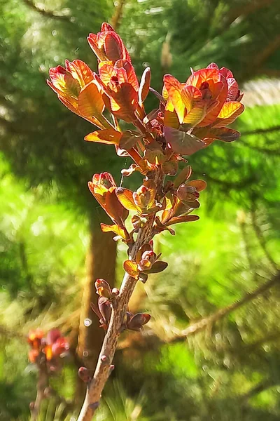 Green Foliage Beautiful Young Tree Park Spring — Stock Photo, Image