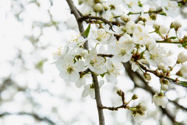 Büyük bir bahçede çiçek açan güzel beyaz kiraz.