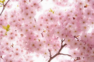 Güzel çiçek açan pembe Sakura kirazı büyük bir bahçede.