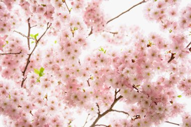 Güzel çiçek açan pembe Sakura kirazı büyük bir bahçede.