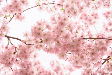 Güzel çiçek açan pembe Sakura kirazı büyük bir bahçede.