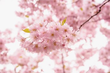 Güzel çiçek açan pembe Sakura kirazı büyük bir bahçede.