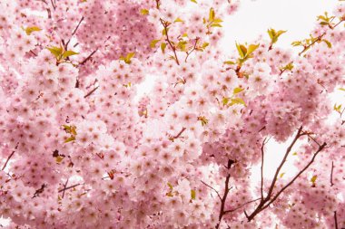 Güzel çiçek açan pembe Sakura kirazı büyük bir bahçede.